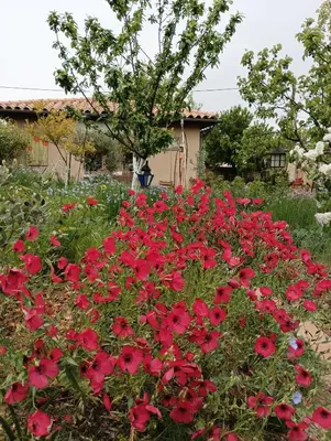 a field of red flowers in a garden at Bel Hotel Restaurant la Gentilhommière in Trèbes