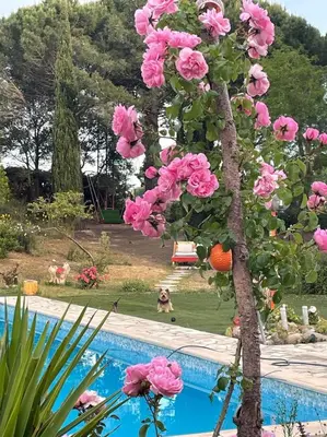 a tree with pink flowers next to a swimming pool at Bel Hotel Restaurant la Gentilhommière in Trèbes