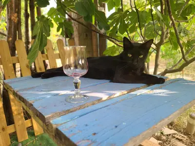 a black cat laying on a blue table next to a glass at Bel Hotel Restaurant la Gentilhommière in Trèbes