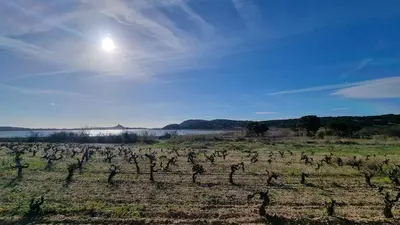 a field with a bunch of trees in a field at Gruissan-Port-T3-2chambres-5pers-43m2-Parking-Clim-Piscine-Valerie in Gruissan