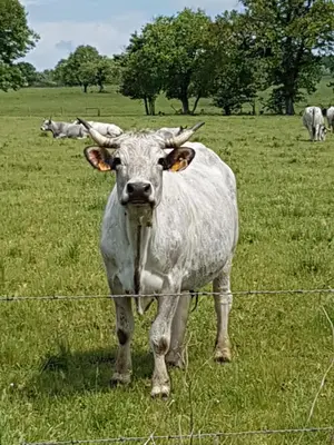 a white cow standing in a field behind a fence at l'Oeil de Carcassonne in Caudebronde