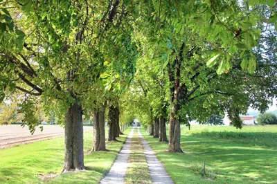 a row of trees on a path in a field at Domaine des Marronniers in Tourtrol