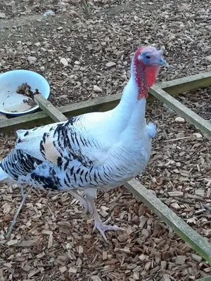 a turkey standing next to a bowl of food at Chateau de Pourpry in Damiatte