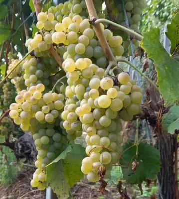 a bunch of white grapes hanging from a tree at Le Chalet in Saint-Jean-de-Minervois