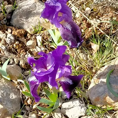 a group of purple flowers on the ground at Alaric Lodge: gîte champêtre avec parking privé. in Comigne
