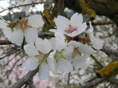 a group of white flowers on a tree branch at Cecile in Montgaillard