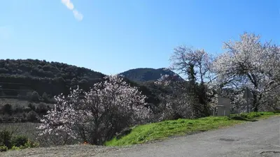 a road with flowering trees on the side of a hill at Cecile in Montgaillard
