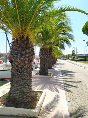 a row of palm trees on a sidewalk at Joli appartement avec grande et belle terrasse, au pied de la plage du Grazel! in Gruissan