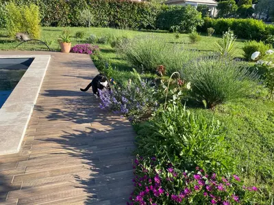 a cat walking down a wooden walkway next to flowers at La Rosela de la Cité in Palaja