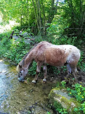 a brown horse drinking water from a stream at La Métairie de Lamourade, gîte nature in Saint-Ferriol