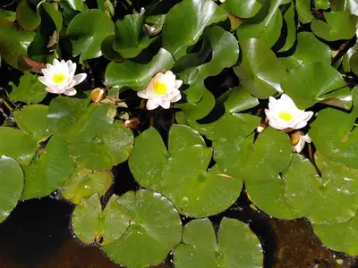 a group of white flowers on a bunch of green leaves at La Métairie de Lamourade, gîte nature in Saint-Ferriol
