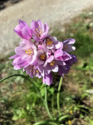 a group of purple flowers in the grass at Gîte Marin in Narbonne