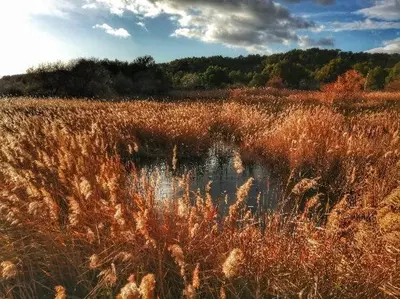 a field of tall grass with a pond in it at EVANA in Bize-Minervois