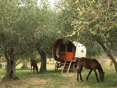 two horses grazing in the grass next to a tree at Le Camping de Cucugnan in Cucugnan