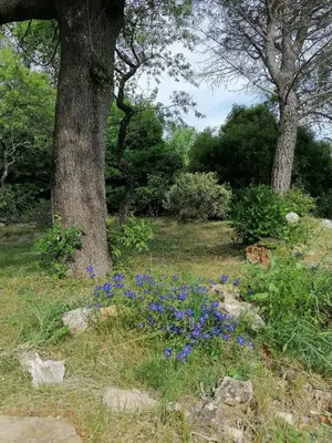 a bunch of blue flowers in the grass next to trees at Les romarins in Saint-Jean-de-Minervois