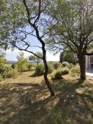 a tree in the middle of a field at Les romarins in Saint-Jean-de-Minervois