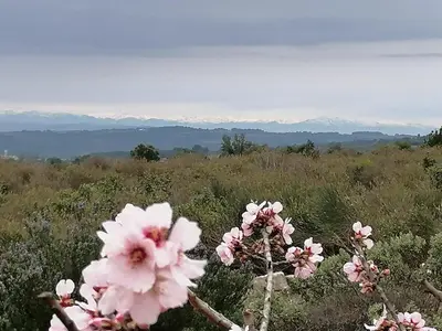 a group of pink flowers in a field with mountains in the background at Les romarins in Saint-Jean-de-Minervois