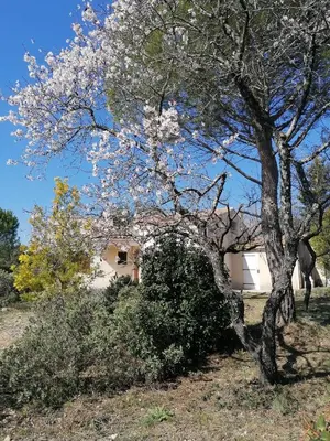 a tree with white flowers in front of a house at Les romarins in Saint-Jean-de-Minervois