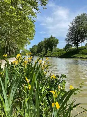 a river with yellow flowers in front of it at Chez Luis et David in Avignonet-de-Lauragais