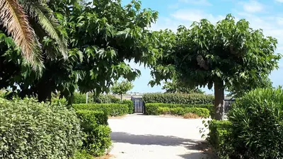 a garden with trees and bushes and a driveway at la playa in Gruissan