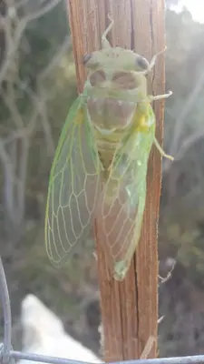 a green and yellow insect on a wooden pole at Gîte dans ancienne bergerie en pleine garrigue in Fraissé-des-Corbières