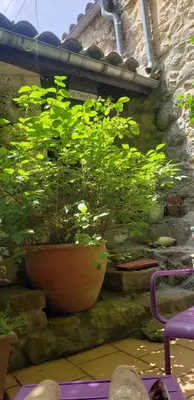 a large plant in a pot on a wall at le balcon in Camps-sur-lʼAgly