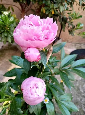 a bunch of pink flowers on a plant at Chambre d'hôte Au Jardin Le clos des vins d'Anges in Saint-Pierre-des-Champs