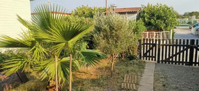 a garden with palm trees and bushes next to a fence at Chalet en bois 