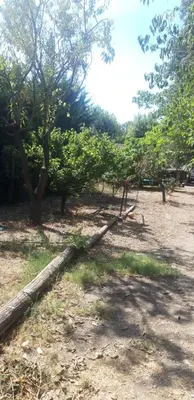 a fallen tree branch laying on the ground next to trees at Maison Occitane in Saint-Nazaire-dʼAude
