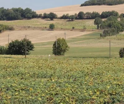 a field of sunflowers in a field with trees at Les treilles d'en Peyre in Nogaret