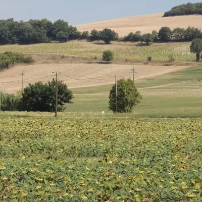 Les treilles d'en Peyre