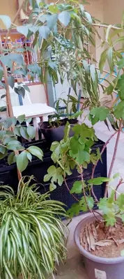 a group of potted plants in a room at Joli Studio avec jardin in Espira-de-lʼAgly