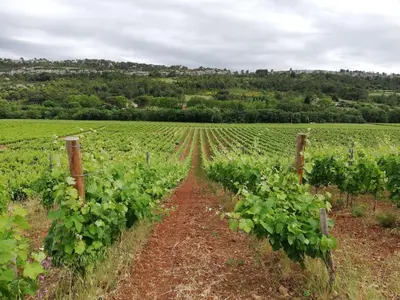 a field of green vines with a fence at Chez Mi, centre ville, parking gratuit in Saint-Chinian