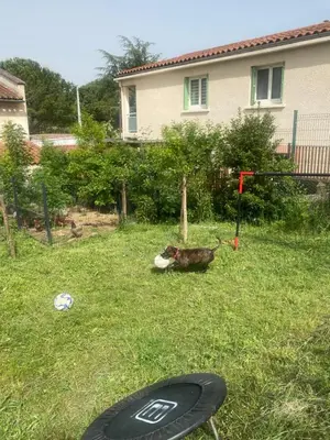 a dog sitting in a yard with a frisbee at Bienvenue « À l’ombre du figuier » in Pieusse