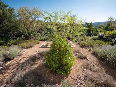 a garden with a bush in the middle of a field at Belle villa moderne 3 chambres, jardins terrasse piscine in Durban-Corbières