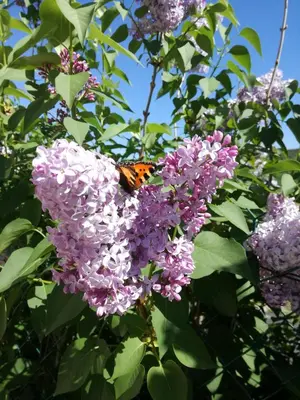 a butterfly is sitting on a purple flower at Charme au cœur des vignes in Malras