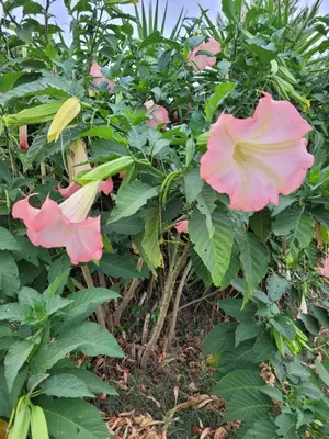 a bush of pink flowers with green leaves at B&B BonjourSoleil in Tourouzelle