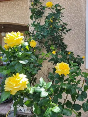 a bunch of yellow flowers in front of a wall at B&B BonjourSoleil in Tourouzelle