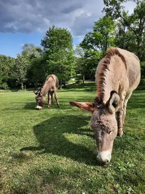 two animals grazing in a field of grass at Domaine La Sauzette in Palaja