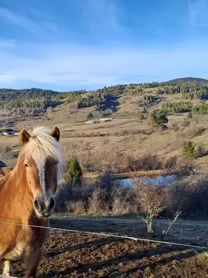 a brown horse standing next to a fence at Cabane randonneur au camping in Camurac