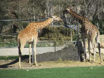 two giraffes standing next to a fence eating hay at Mobilhome « Candice » in Sigean