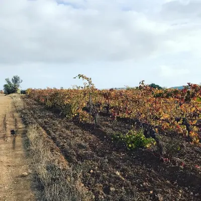 a dog walking down a dirt road next to a field at Mobilhome « Candice » in Sigean