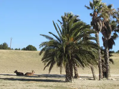 two cats laying next to a palm tree at Mobilhome « Candice » in Sigean