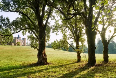 a group of trees in a field with a castle at Château de Sibra in Lagarde