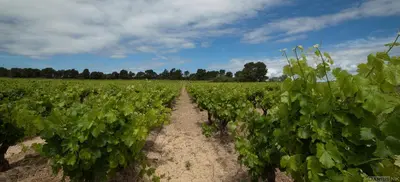 a field of green vines with a blue sky at Londres guest room in the heart of the vineyard no123 in Badens
