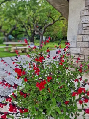 a bunch of red flowers in a pot next to a building at Gîte l'Enclos Ô rendez-vous Roquefeuil-Pays de sault- avec jardin in Roquefeuil