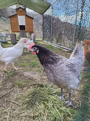 two chickens standing in the grass in a cage at La Gorge in Lacrouzette