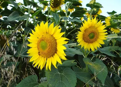 a group of yellow sunflowers in a field at Maison charmante à Aignes avec jardin et barbecue in Aignes