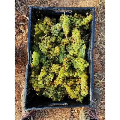 a basket full of green grapes sitting on the ground at Maison de campagne dans un domaine viticole in Tautavel