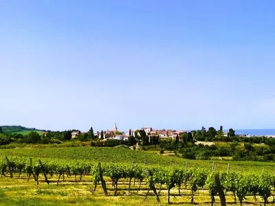 a field of vines with a town in the background at Gîte en pleine nature - Parc, Piscine, Jacuzzi in Brézilhac